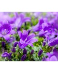 Campanula cochleariifolia ‘Jingle Blue’
